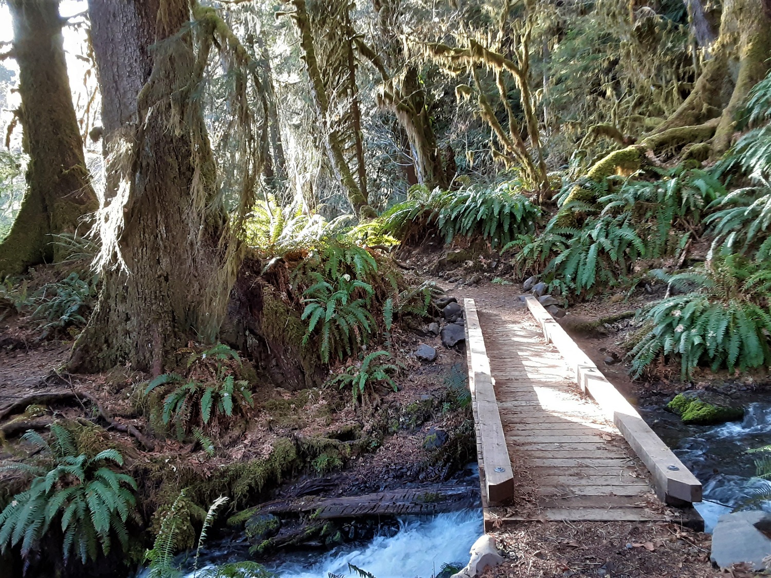 Hoh River Trail to Five Mile Island — Washington Trails Association